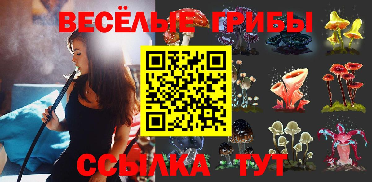 Псилоцибиновые грибы Psilocybe Елец